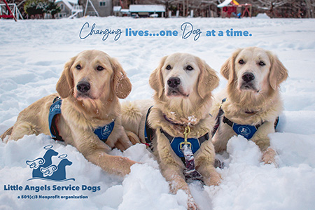 Little Angels Service Dogs